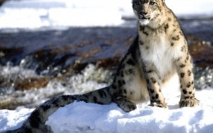 Fondo de pantalla de Leopardo de las nieves en 4K: fondo de pantalla épico