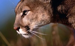 Fondo de pantalla de Puma en perfil: fondo de pantalla 4K de alta calidad