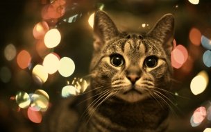 Fondo de pantalla de Gato con luces festivas: fondo de pantalla 4K HD