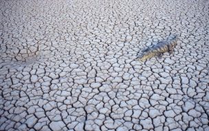 Fondo de pantalla de Cocodrilo en desierto arido