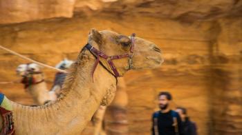 Fondo de pantalla de Fondo de Pantalla de pixabay_4095636.jpg