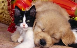 Fondo de pantalla de Adorables mascotas en otoño - Wallpaper 4K alta calidad