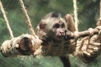 Fondo de pantalla de Fondo de Pantalla de pixabay_3676027.jpg