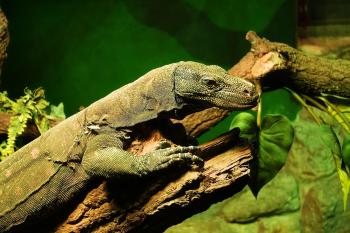 Fondo de pantalla de Fondo de Pantalla de pixabay_3540143.jpg