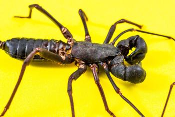 Fondo de pantalla de Fondo de Pantalla de pixabay_347896.jpg