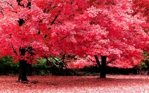 Fondo de pantalla de Flores con hojas rosas
