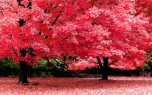 Fondo de pantalla de Flores con hojas rosas