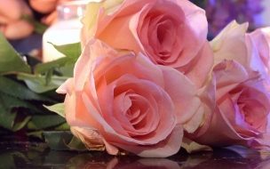 Fondo de pantalla de Flores rosas