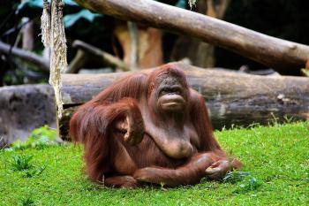 Fondo de pantalla de Fondo de Pantalla de pixabay_3291804.jpg