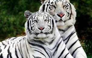 Fondo de pantalla de White Tigers