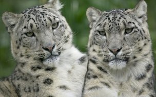 Fondo de pantalla de Leopardos de nieve en alta calidad - Wallpaper 4K