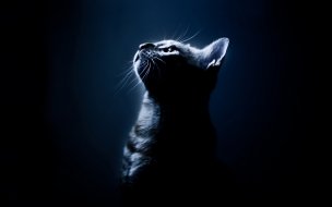 Fondo de pantalla de Gato en sombra: fondo de pantalla 4K de alta calidad