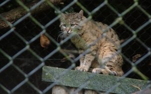 Fondo de pantalla de Gato salvaje entre rejas, fondo de pantalla 4K HD