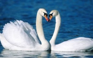 Fondo de pantalla de Fondo de pantalla cisnes