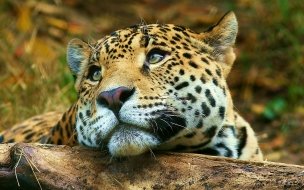 Fondo de pantalla de Leopardo en descanso: fondo de pantalla 4K alta calidad