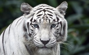 Fondo de pantalla de Female while tiger