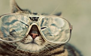 Fondo de pantalla de Gato con gafas en alta calidad - Wallpaper 4K divertido