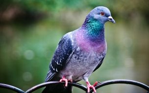 Fondo de pantalla de Pigeon