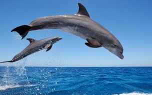 Fondo de pantalla de Common bottlenose dolphins