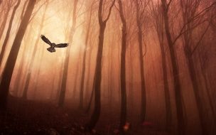 Fondo de pantalla de Owl forest