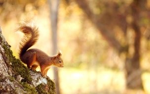 Fondo de pantalla de Squirrel