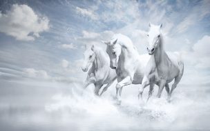 Fondo de pantalla de White horses