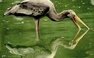 Fondo de pantalla de Fondo de pantalla garza