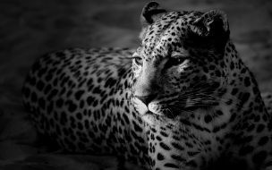 Fondo de pantalla de Leopardo en blanco y negro: fondo de pantalla 4K HD