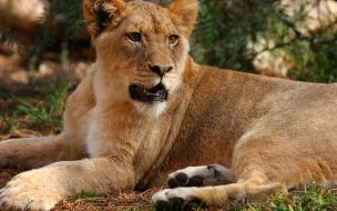 Fondo de pantalla de Majestuosa leona en 4K para fondo de pantalla elegante