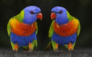 Fondo de pantalla de Fondo de pantalla de loros multicolores