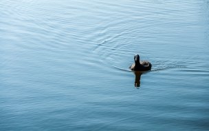 Fondo de pantalla de Fondo de pantalla pato