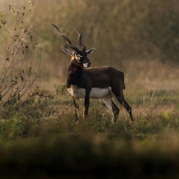 Fondo de pantalla de Fondo de Pantalla de pexels_30666763.jpg