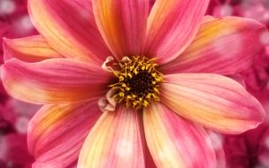Fondo de pantalla de Amazing flower