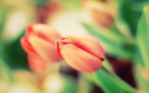 Fondo de pantalla de Early tulips