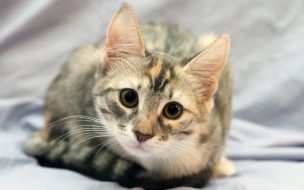 Fondo de pantalla de Gatito en alta calidad 4K para fondos de pantalla