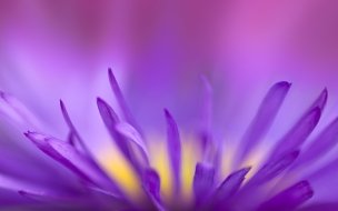 Fondo de pantalla de Purple flames