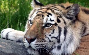 Fondo de pantalla de Fondo de pantalla tigre viejo descansando