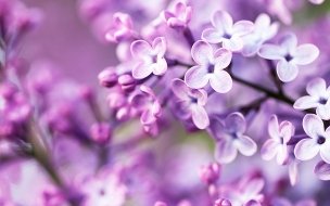 Fondo de pantalla de Spring purple flowers