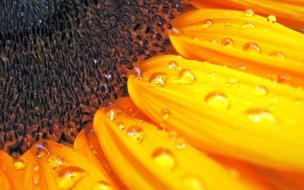 Fondo de pantalla de Sunflower