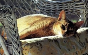 Fondo de pantalla de Fondo de pantalla gato en sillon