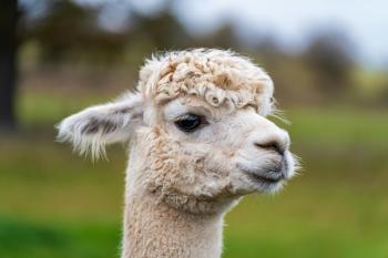 Fondo de pantalla de Fondo de Pantalla de pexels_29405477.jpg