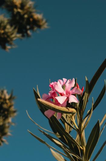 Fondo de pantalla de Fondo de Pantalla de pexels_28111209.jpg