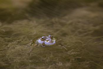 Fondo de pantalla de Fondo de Pantalla de pexels_27132153.jpg