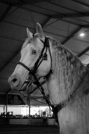 Fondo de pantalla de Fondo de Pantalla de pexels_27334140.jpg