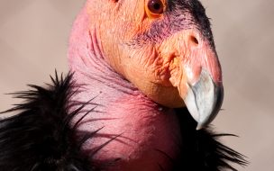 Fondo de pantalla de Fondo de pantalla de condor bebe