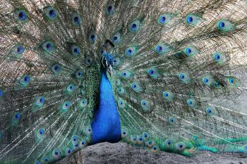 Fondo de pantalla de Fondo de Pantalla de pexels_23848830.jpg