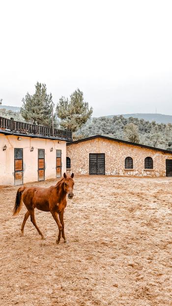 Fondo de pantalla de Fondo de Pantalla de pexels_19115649.jpg