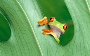 Fondo de pantalla de Frog