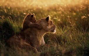 Fondo de pantalla de African lion