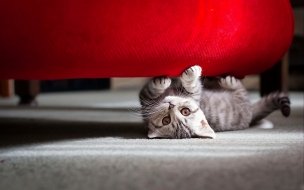 Fondo de pantalla de Cute little cat wide